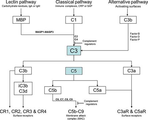 C3 Complement (RDL) .
